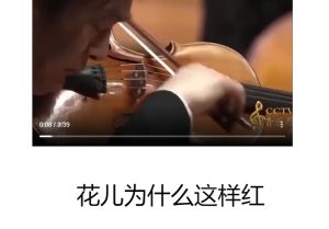 花儿为什么这样红