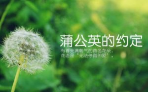 蒲公英的约定