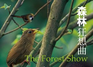 森林狂想曲 Rain Forest Rhapsody